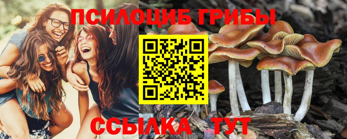 Галлюциногенные грибы Psilocybe Старая Русса